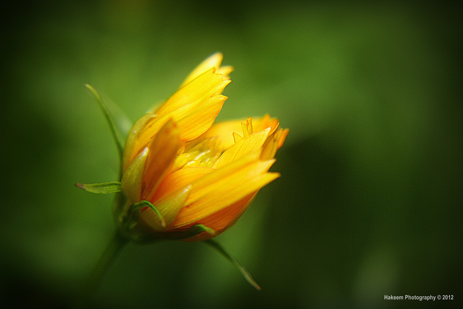 Hakeem Photography bud of a wild cosmos flower