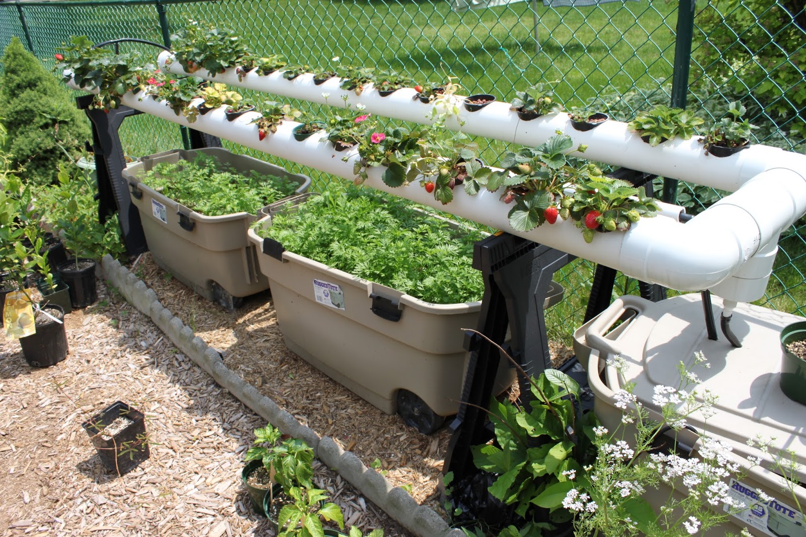 Simpson Eco Farms Strawberry hydroponics update ☺ + ⪻ greenhouse