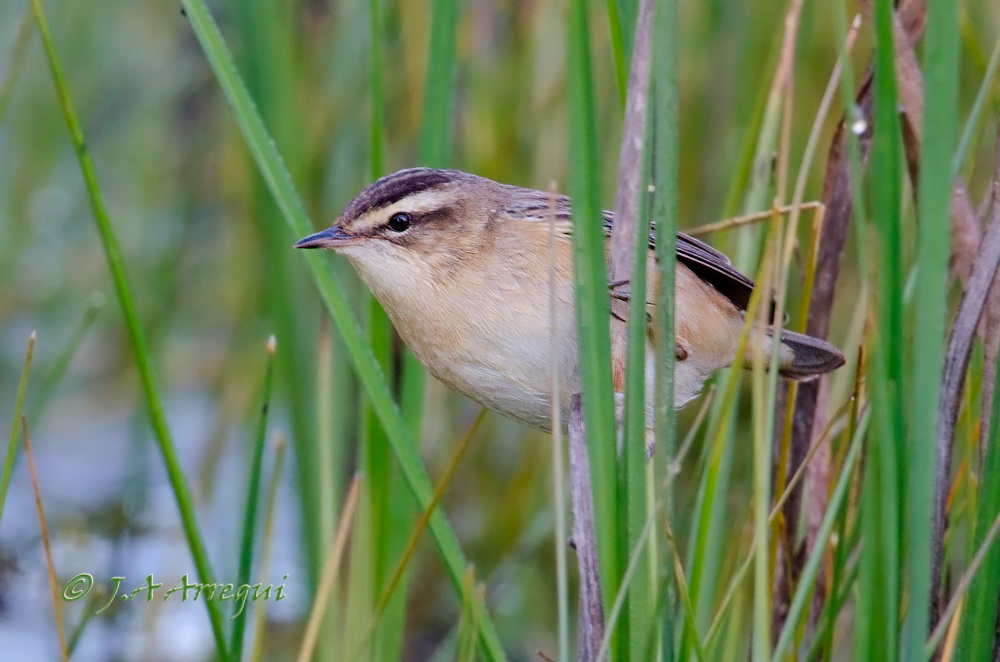 Carricerín común, Acrocephalus schoenobaenus, Sedge Warbler Carricerín común, Acrocephalus schoenobaenus, Sedge Warbler