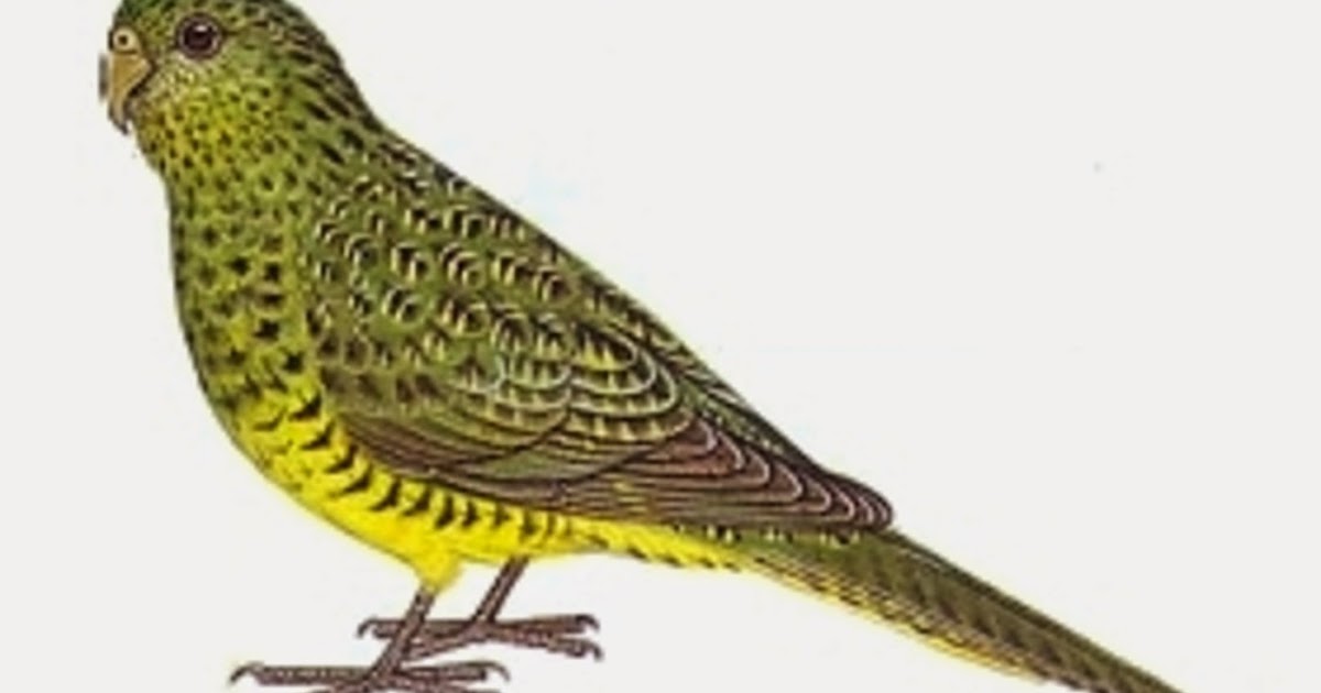 sunshinecoastbirds Night Parrot Exciting Developments