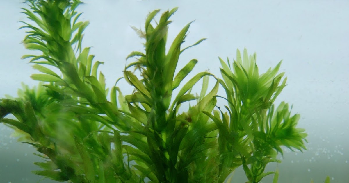 Freshwater Plants The Fancy Flora