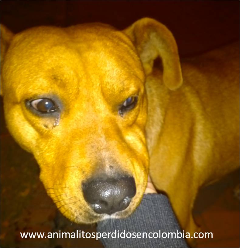 animalitos perdidos en colombia encontrado bogota perro cruce de pitbull color amarillo galerias