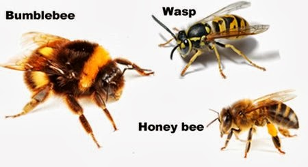 wasp vs bees wasps bee honeybee honey between purpose horrid serve gladsome lights bumblebee which
