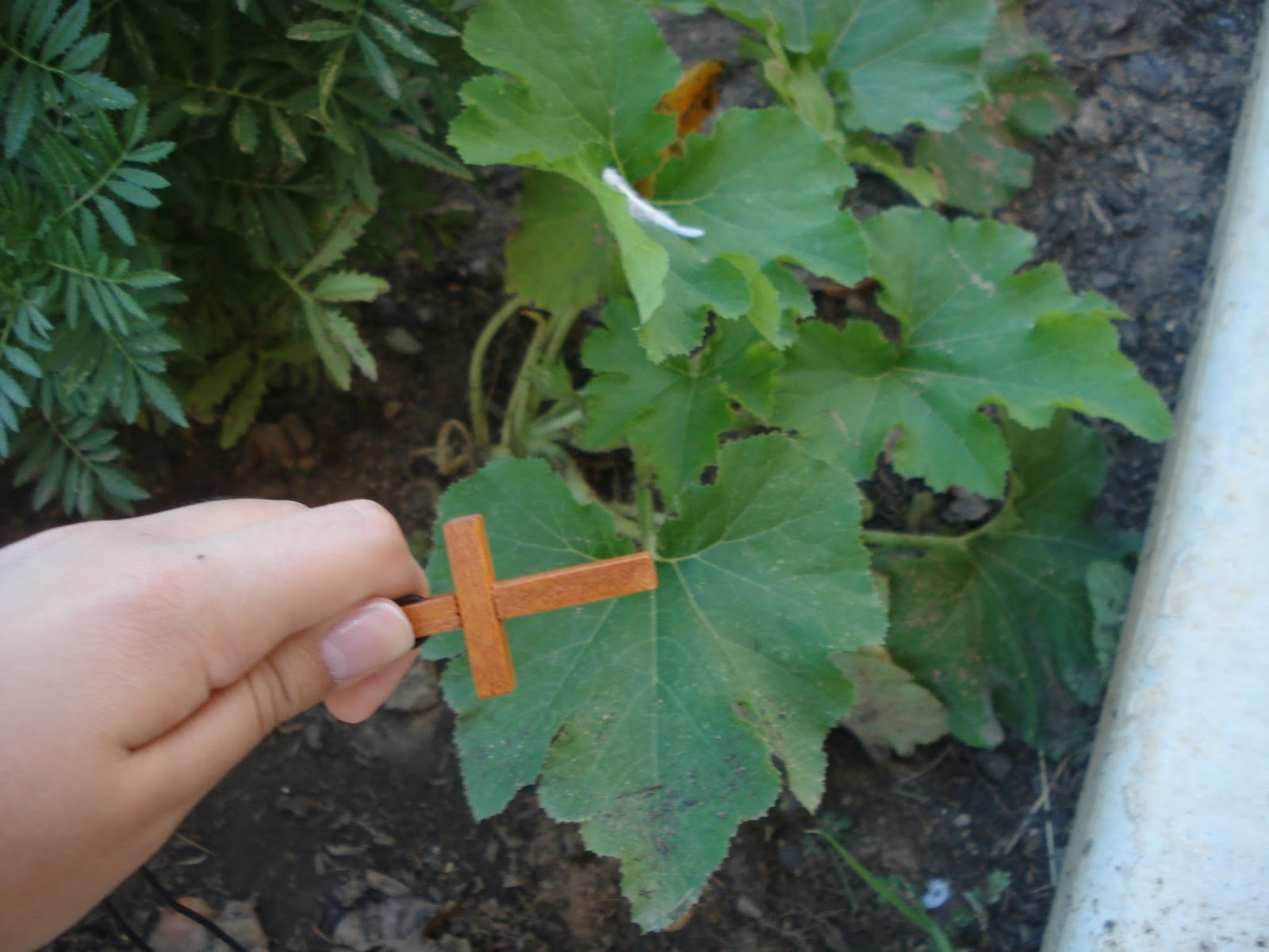 AP Bio Gallegos Modified Leaf of a Plant