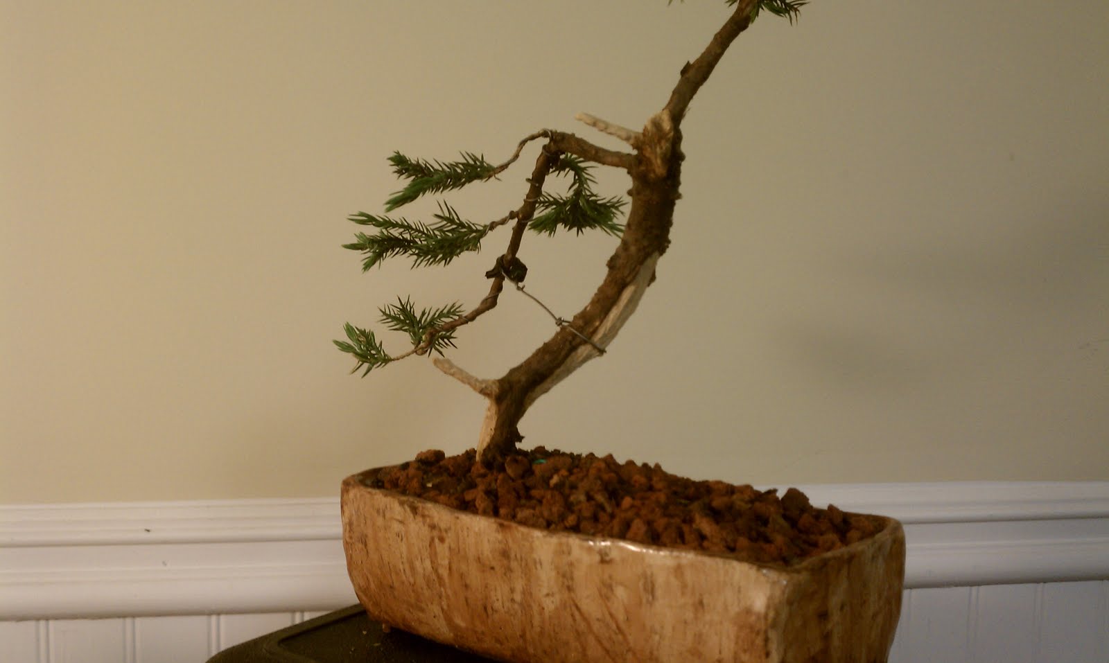 Bodhisattva Bonsai Juniper Blaauw prebonsai material strikes a pose