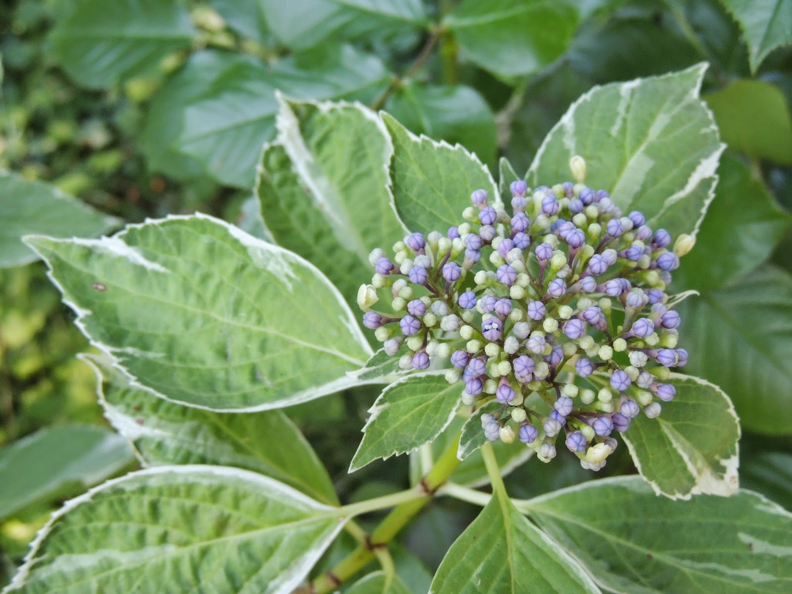 Il Etait Un Petit Jard Ain Mare De Fleurs