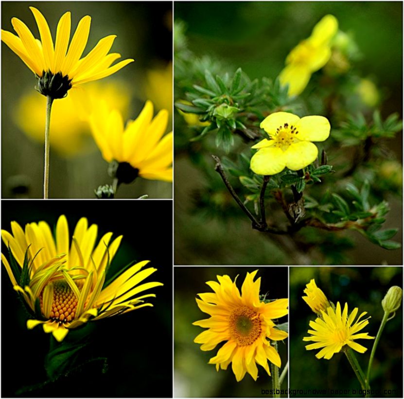 yellow summer flowers   wallpaper by SvitakovaEva on DeviantArt yellow summer flowers   wallpaper by SvitakovaEva on DeviantArt