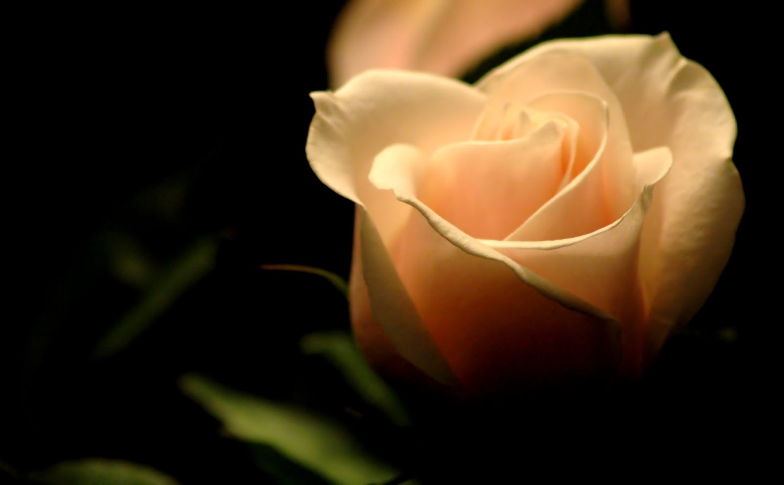 White Rose Desktop White Rose Desktop