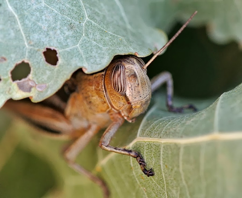Nikon 1 V1 + FT1 + Micro Nikkor 85 VR a 85 (229) mm • ISO 400 • 1/125 • f/7,1