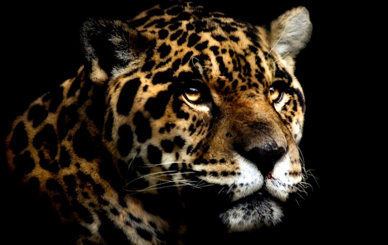 jaguar wallpaper 25 jaguar wallpaper 25