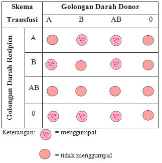 M.Y. mine: SISTEM PEREDARAN DARAH