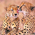 Wallpaper South African Cheetahs