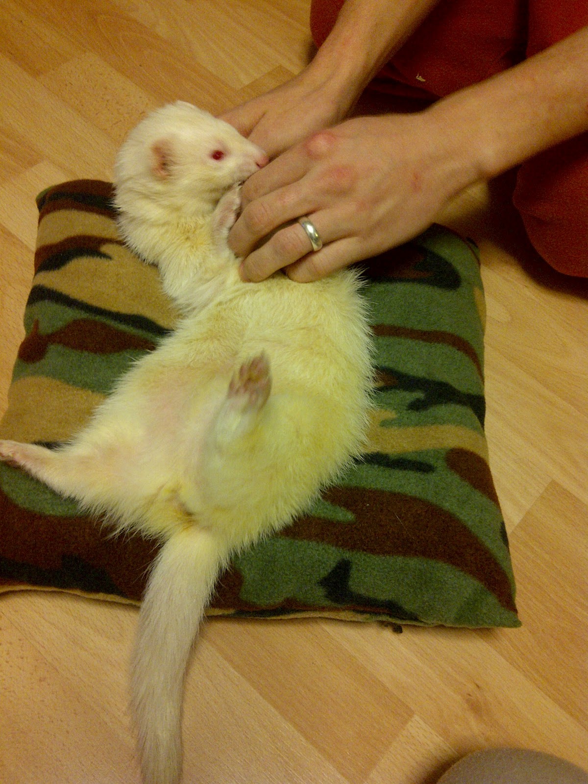 Ferret Dook My homemade ferret bedding Comfy cushion