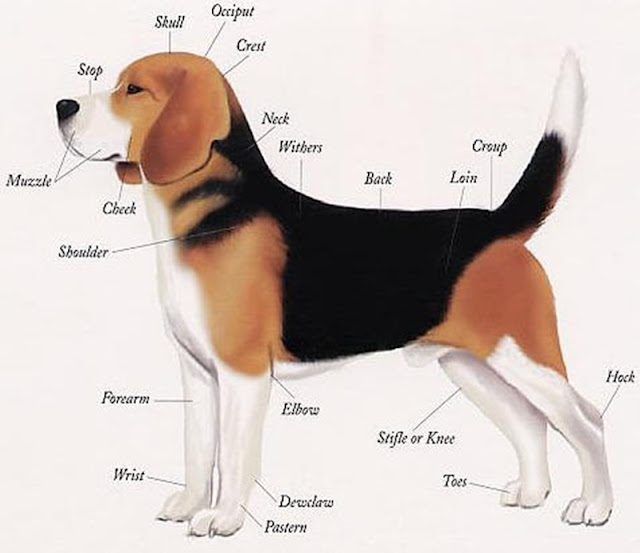 Body parts of Beagle dog The Animals