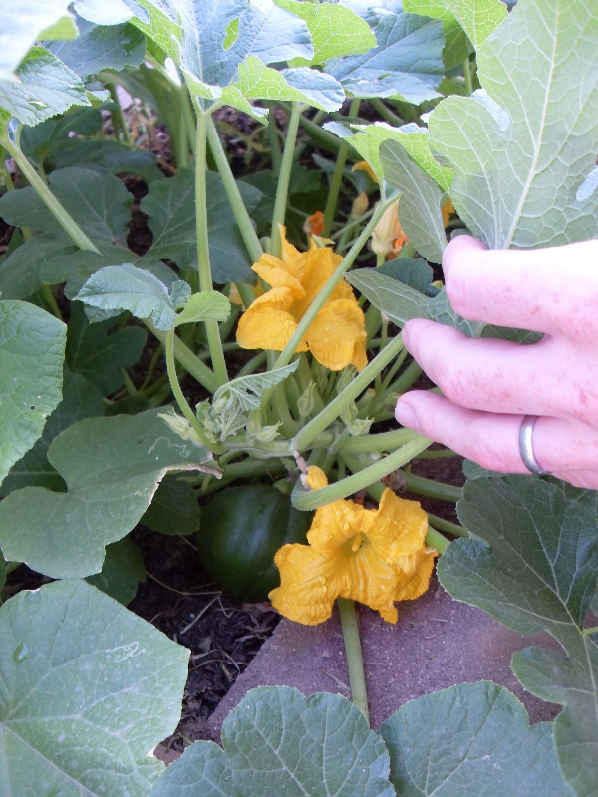 The Scientific Gardener On Inbreeding Depression