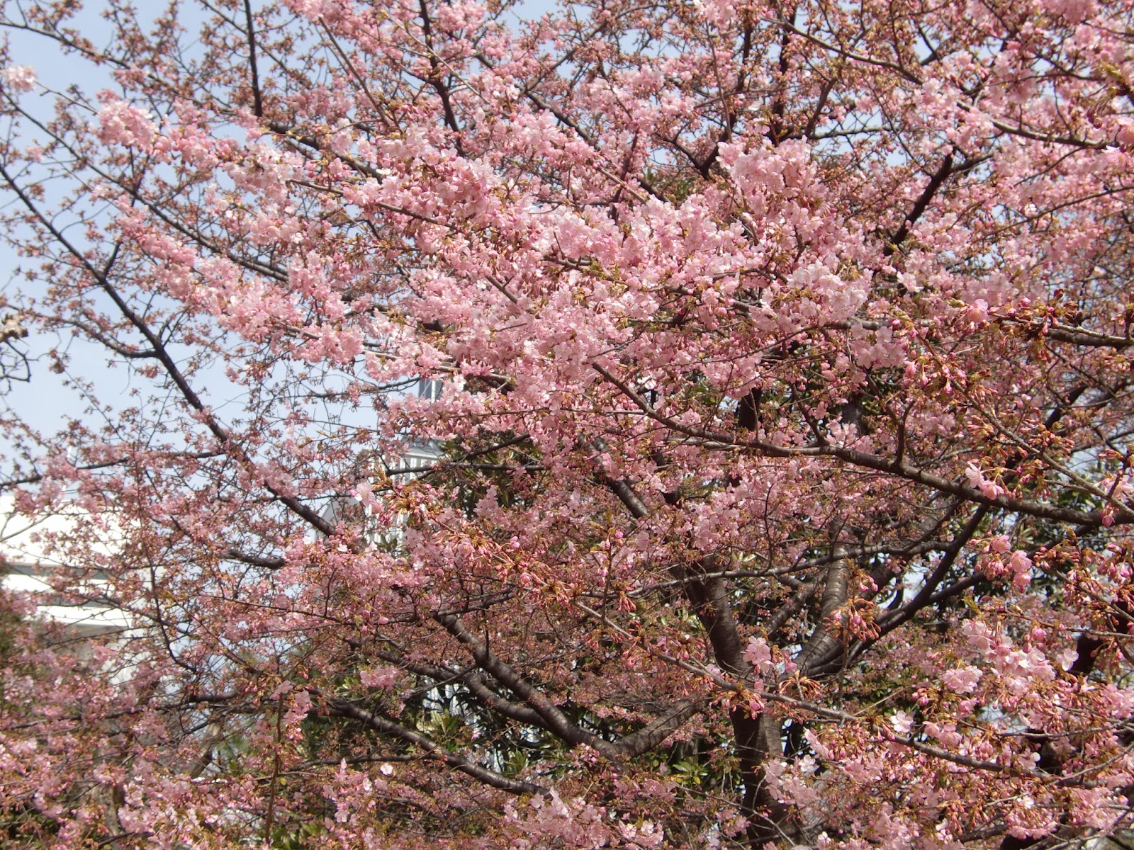 黙翁日録 東京 北の丸公園の桜 早咲きの桜たち カワヅザクラ 五分咲き カンザクラ 満開