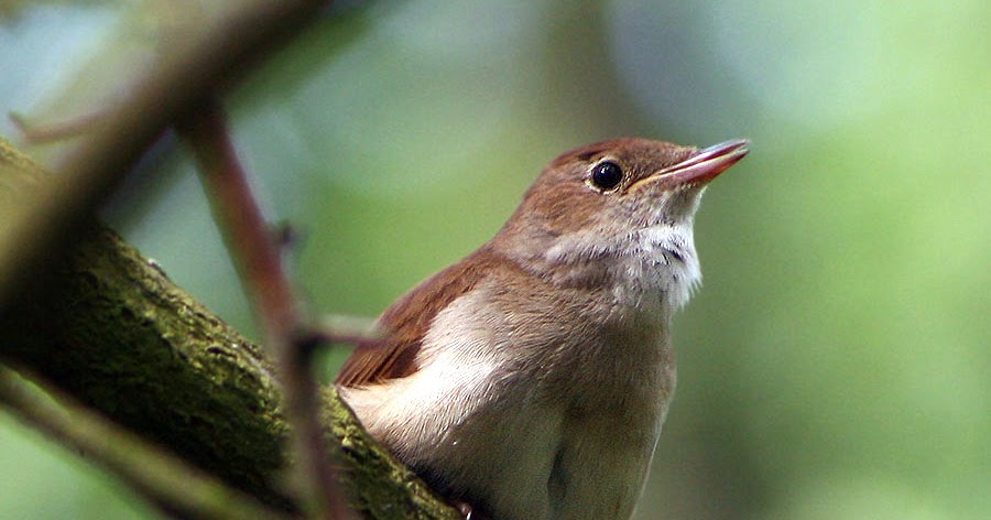 Martin In Broda Uber Nachtigallen
