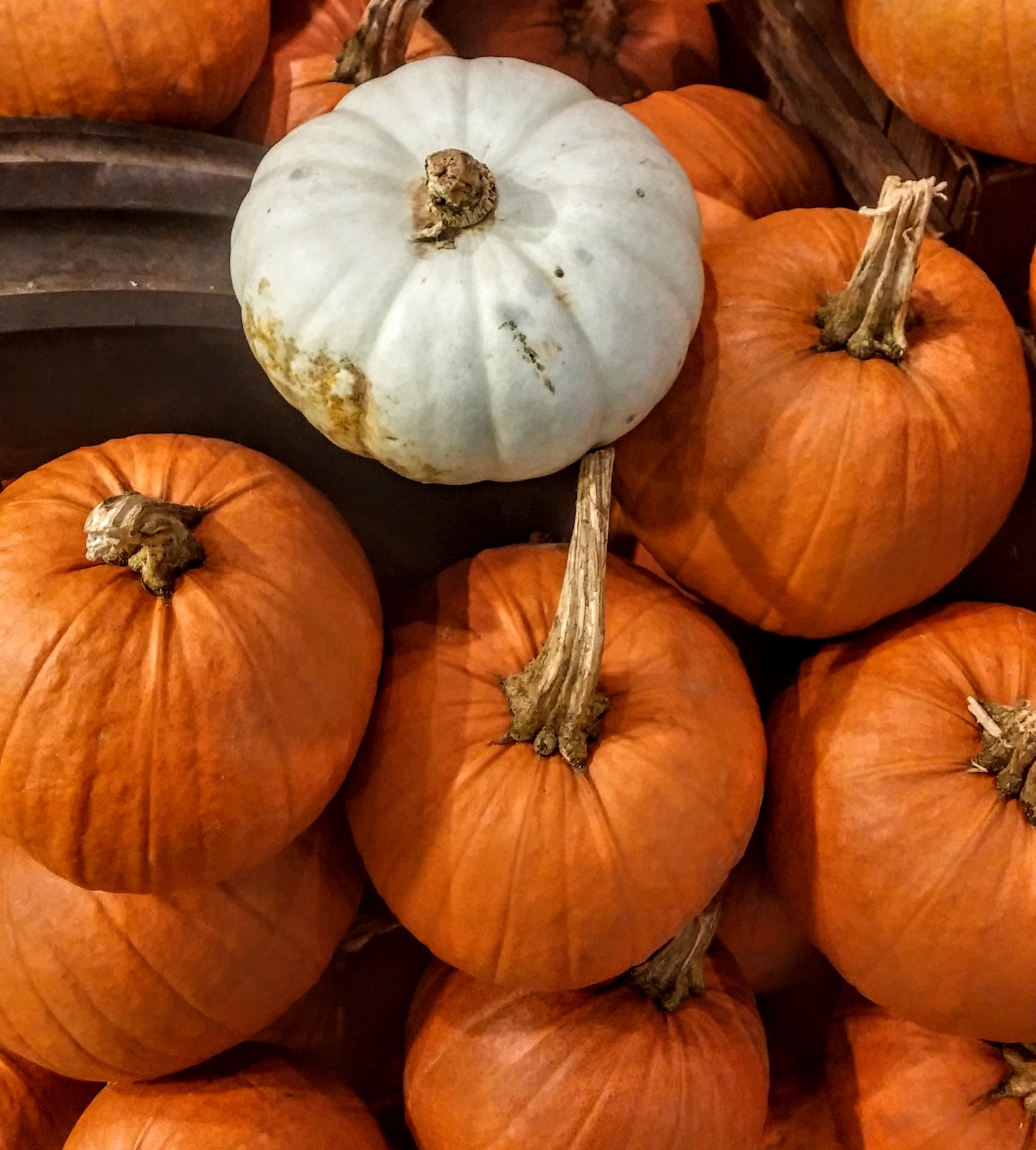 5 Ways To Eat Pumpkin! Raw Rhubarb Fit Food and Recipes