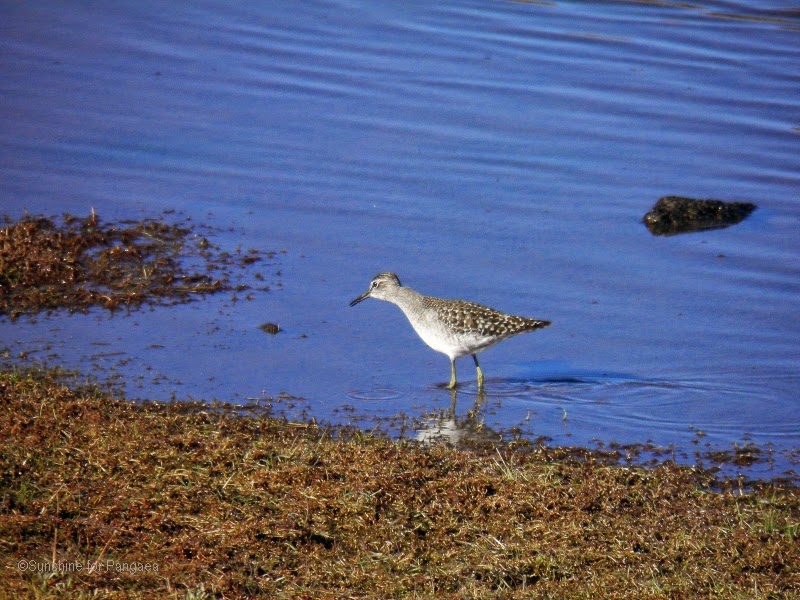 Sanderling on the crane lakes in the bale mountains Sanderling on the crane lakes in the bale mountains