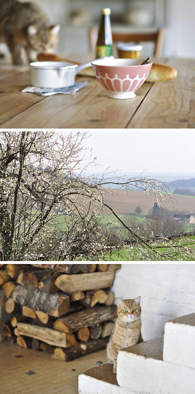 Mirabiland Bijoux Le Blog Le Langage Et La Signication Des Fleurs