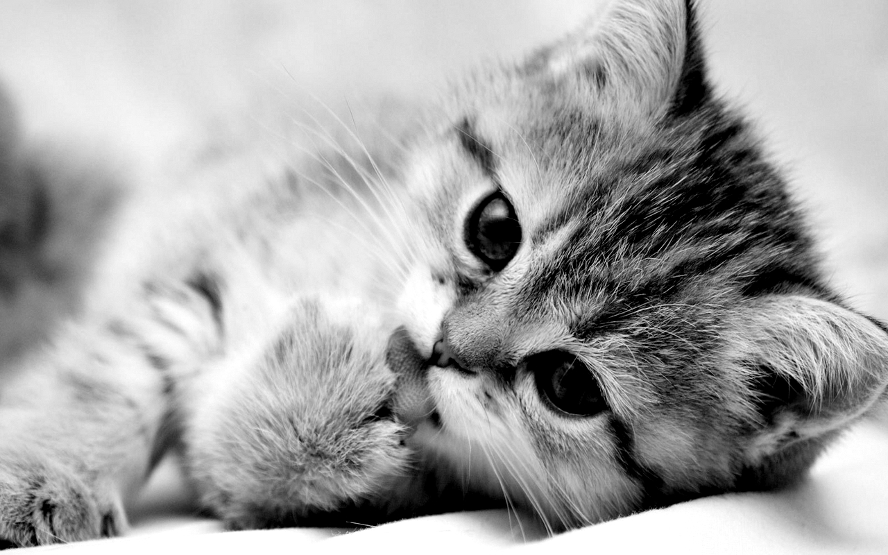 Funny Cat and kitten black and white photos Black and White Photography