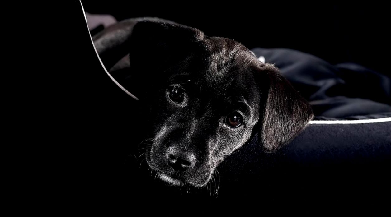 Desktop Wallpaper · Gallery · HD Notebook · Black puppy laptop Desktop Wallpaper · Gallery · HD Notebook · Black puppy laptop