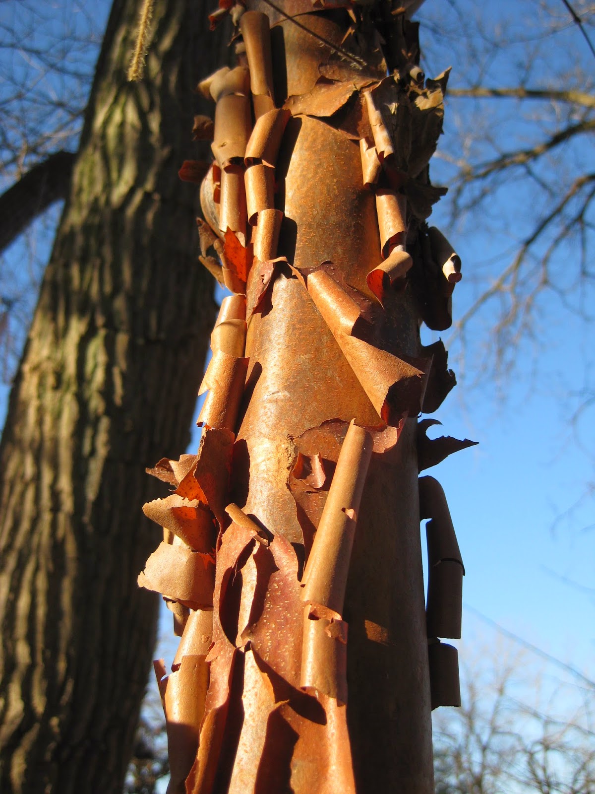Cramp Bark Viburnum Opulus