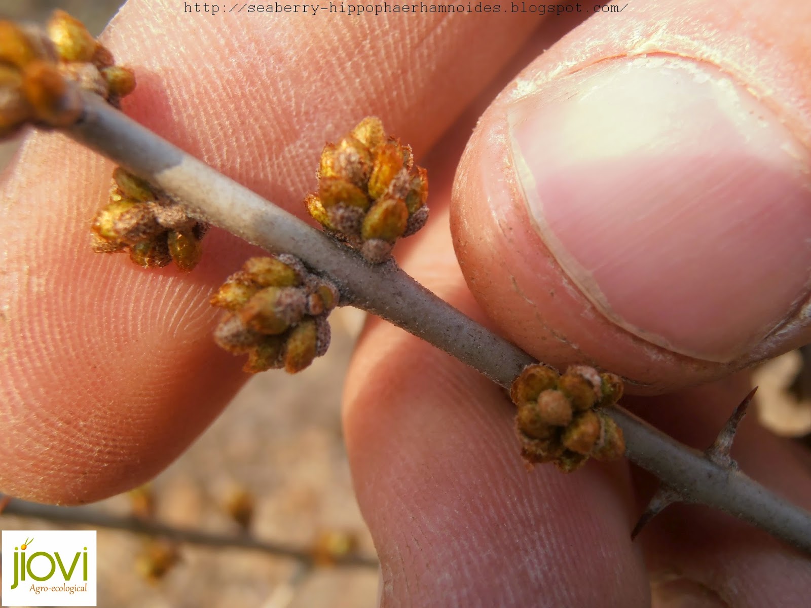 Tom S Blog Buckthorn Underground