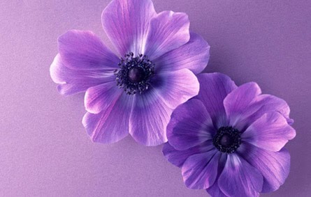 flor-violeta1+(1).jpg