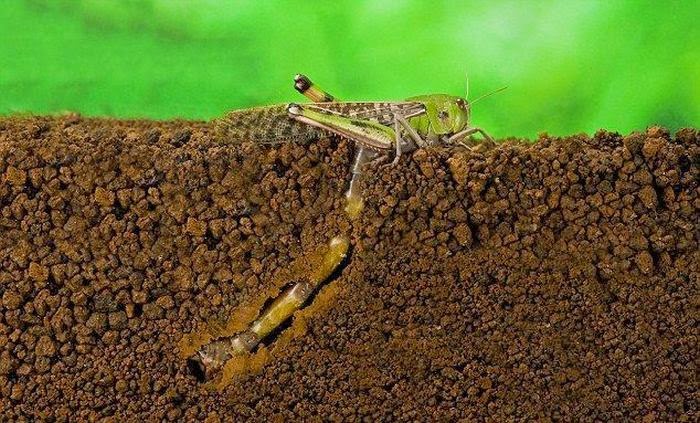 How a locust lays eggs (7 pics), locust laying eggs process