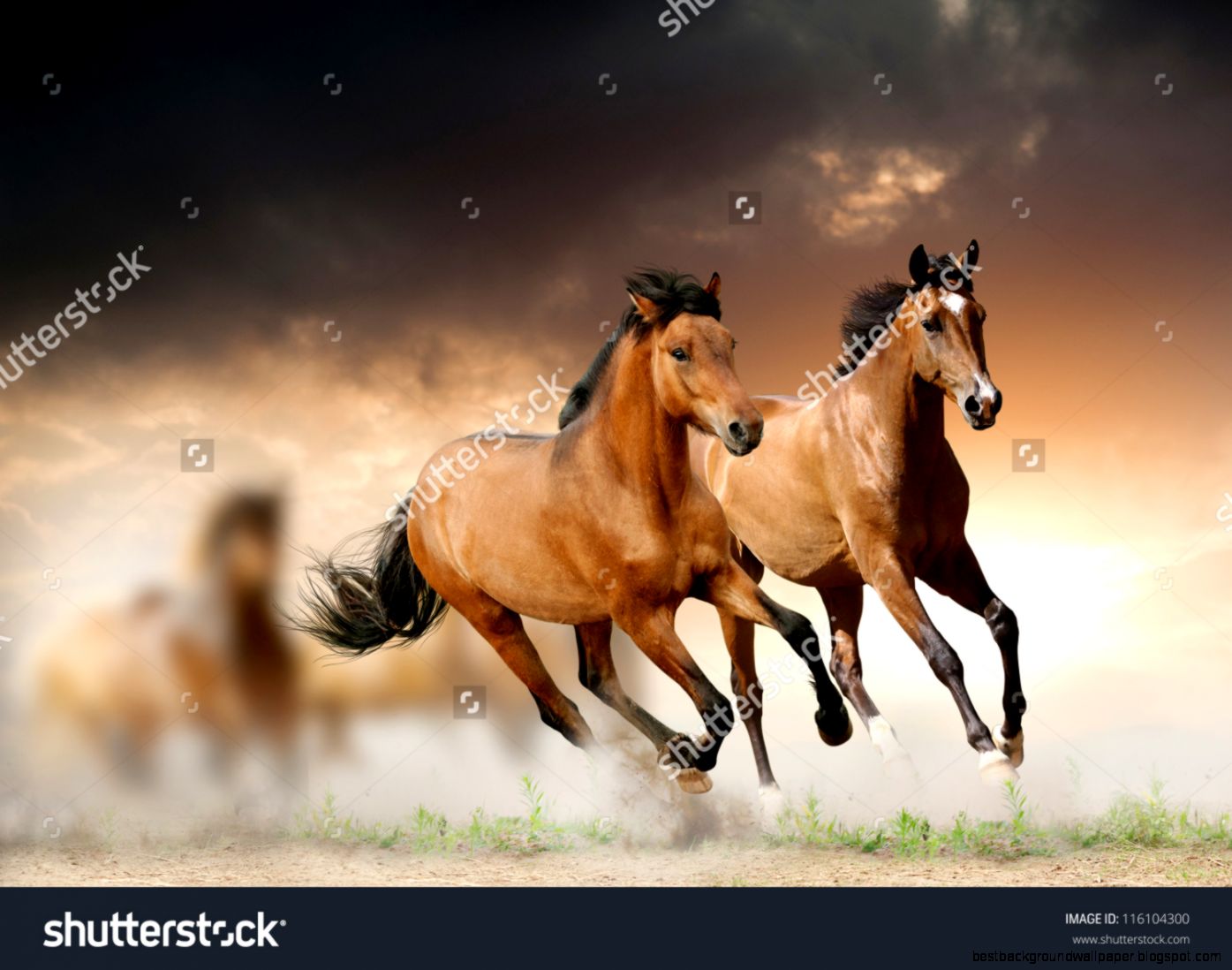 Horse Stock Photos Images  Pictures  Shutterstock Horse Stock Photos Images  Pictures  Shutterstock