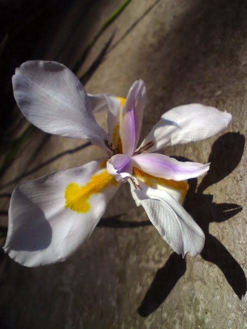 Flor exótica