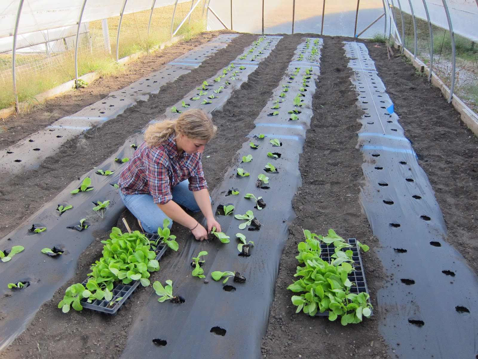 IowaVegetables How about harvesting lettuce for thanksgiving