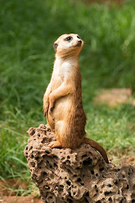 Funny animals pictures