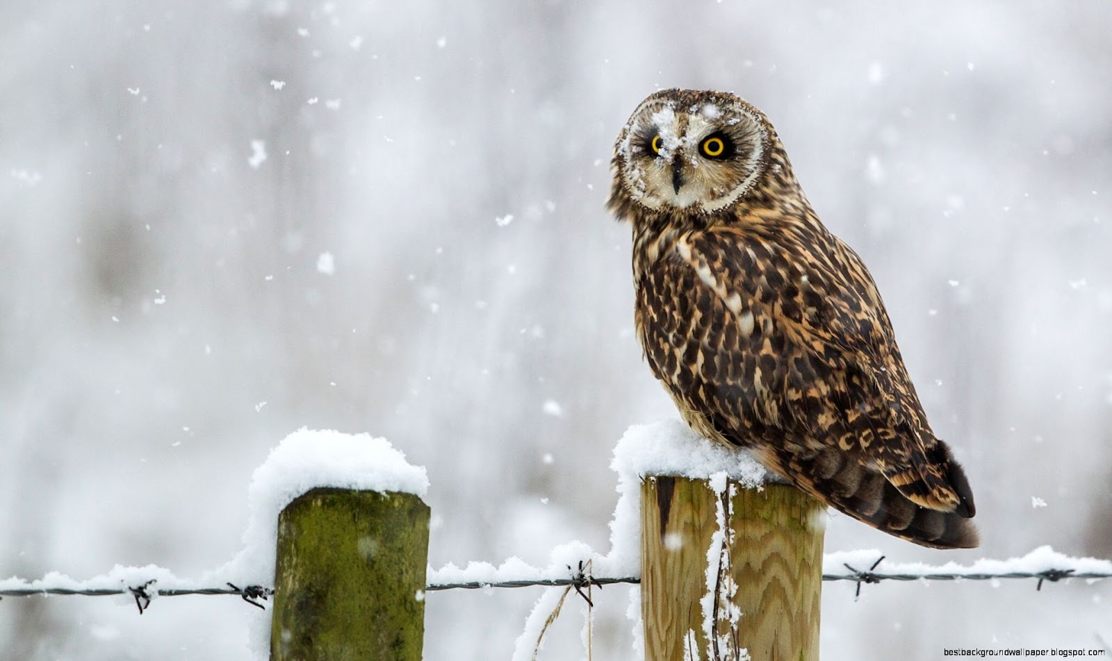 Blizzard Winter Snow Owl Blizzard Winter Snow Owl