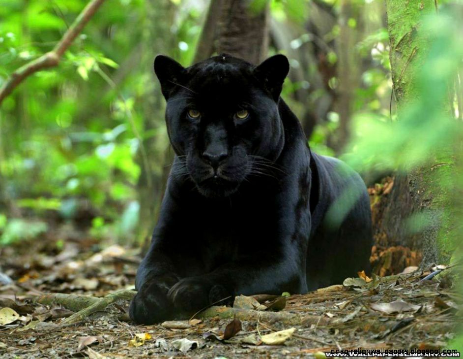 Black Panther Wild Animal Black Panther Wild Animal
