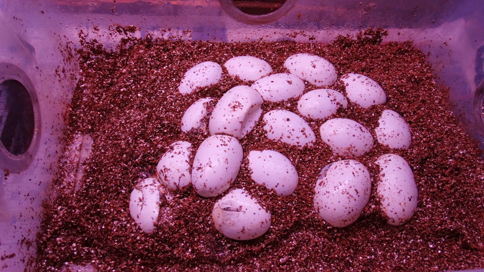 Reptiles Amphibians & Fish NEW HATCHLINGS OF JAGUAR CARPET PYTHONS