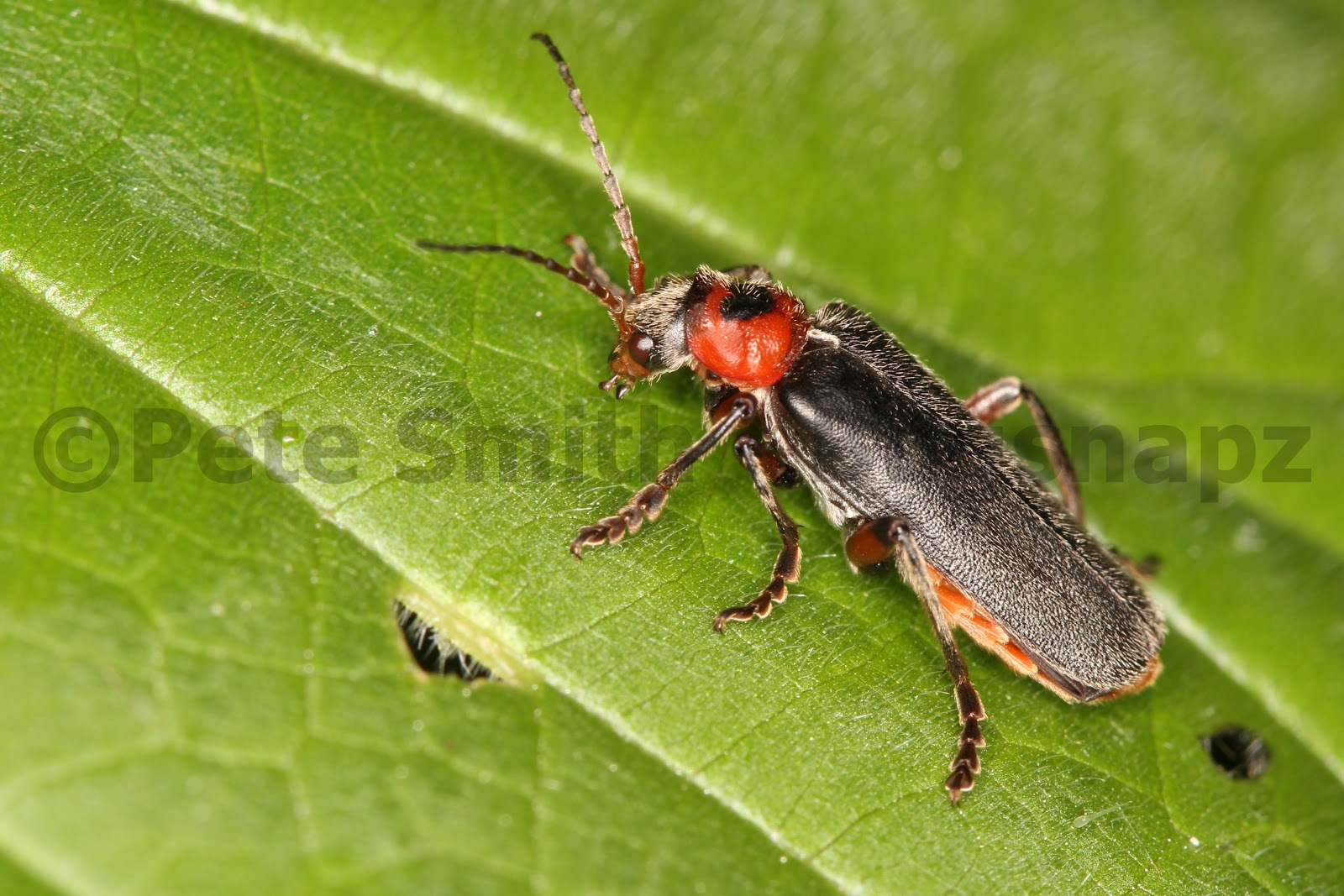 Soldier beetle (Cantharis rustica)