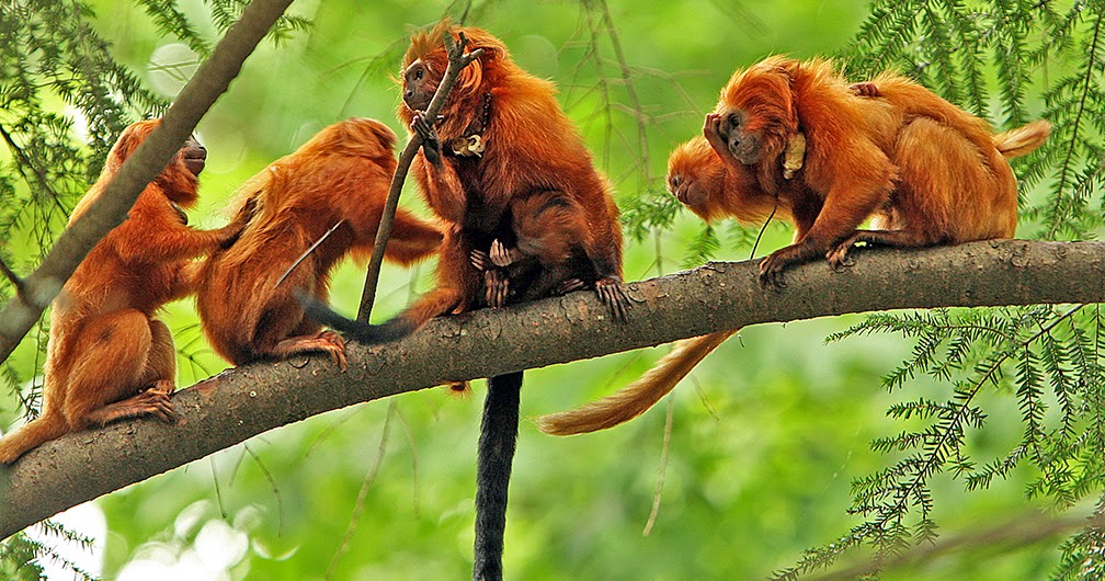 The Golden Lion Tamarin Facts &amp; Photographs The Wildlife