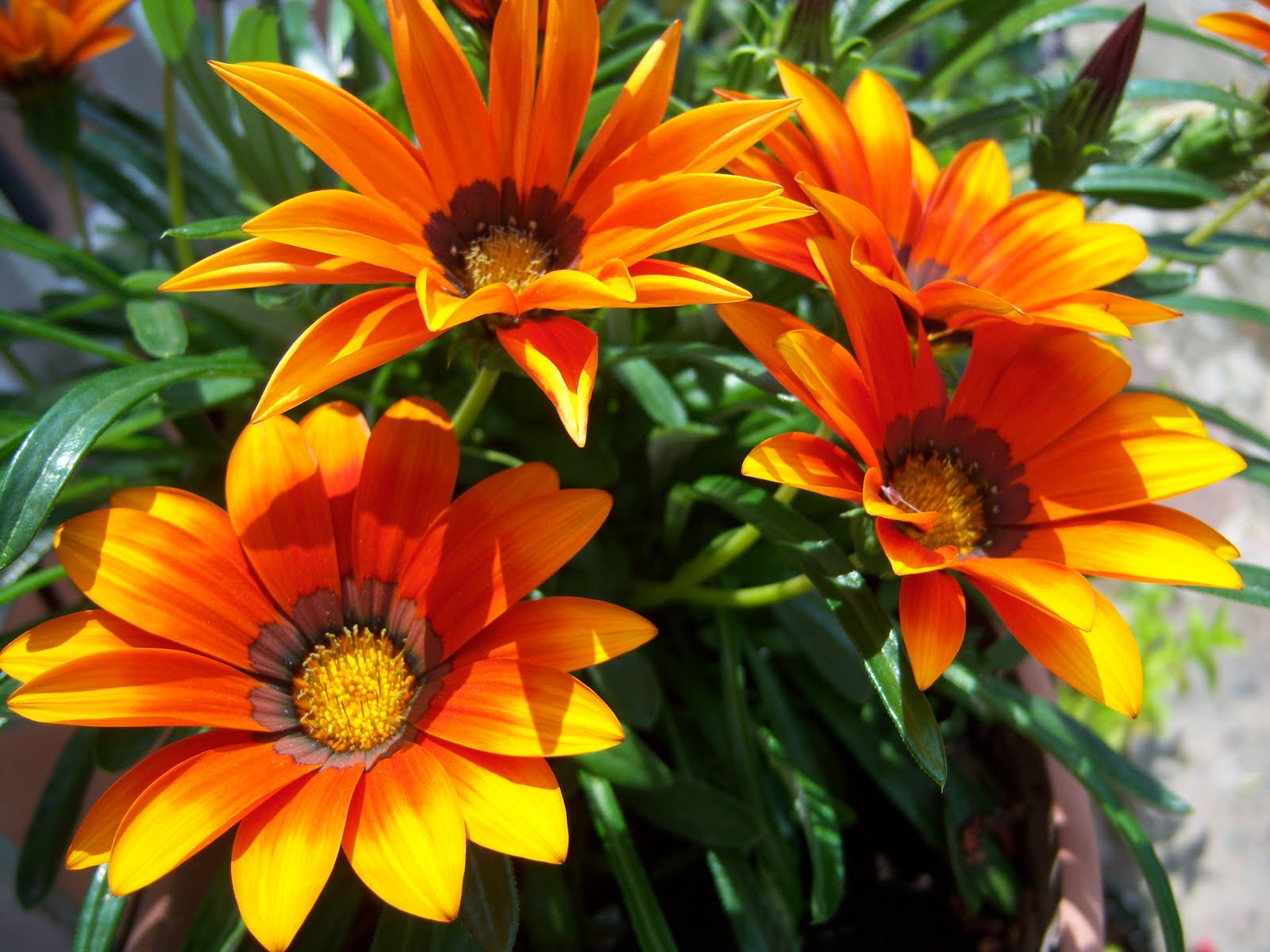 Botanic%2BSerrat%2BGazanias2.JPG