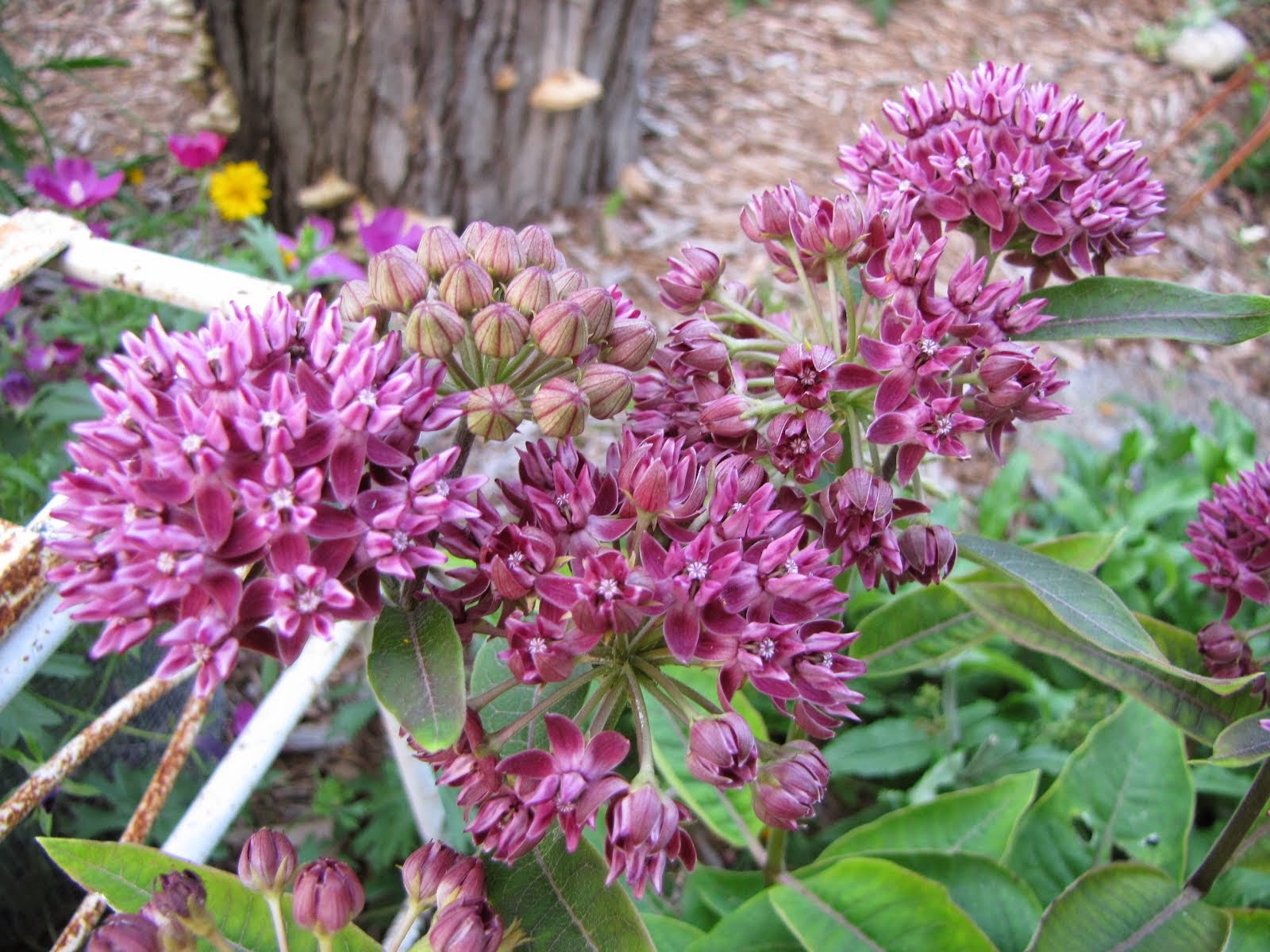 Purple milkweed