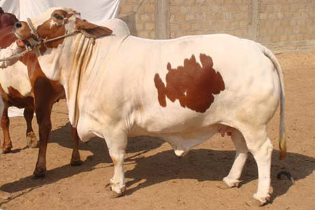 funter cow qurbani funter cow qurbani