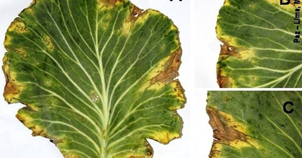 ESTUDOS EM DOENÇAS DE PLANTAS IFGoiano câmpus Urutaí Boletim Técnico