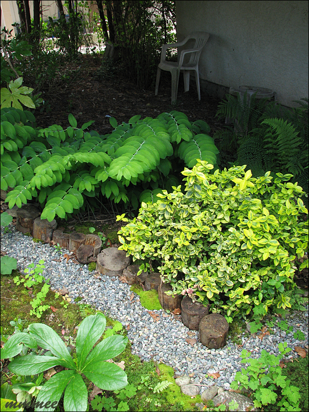My Garden Shade Garden