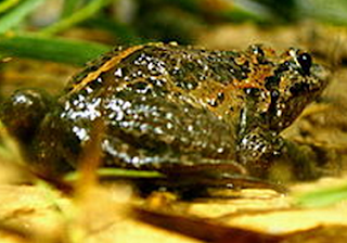 Hula Painted Frog