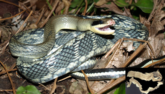 Elaphe taeniurus Cope.(Fam. Serpentis)