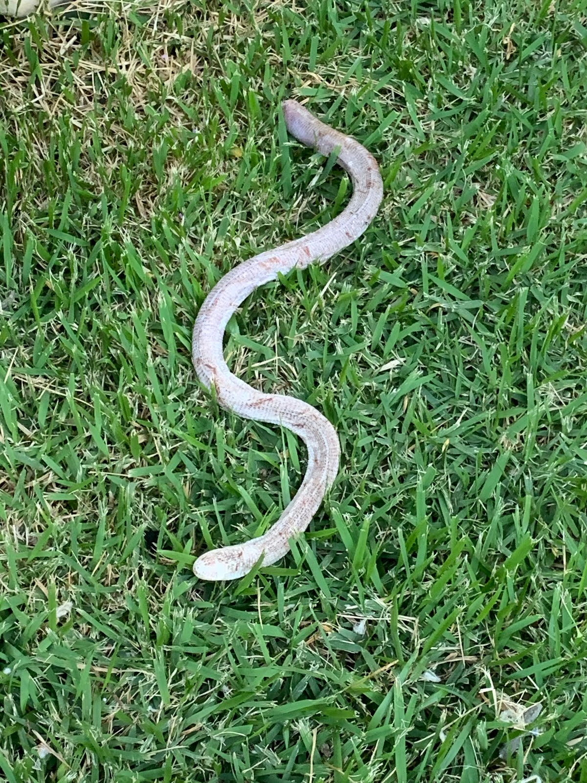 Klaput Eine Schlange Im Garten Eden