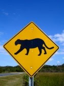 COUGAR crossing