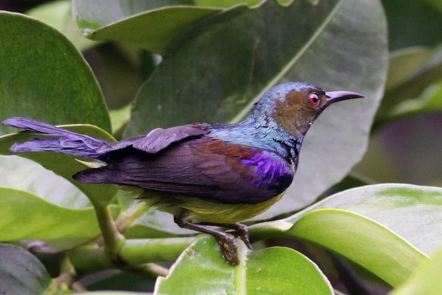 Male Brown-throated Sunbird