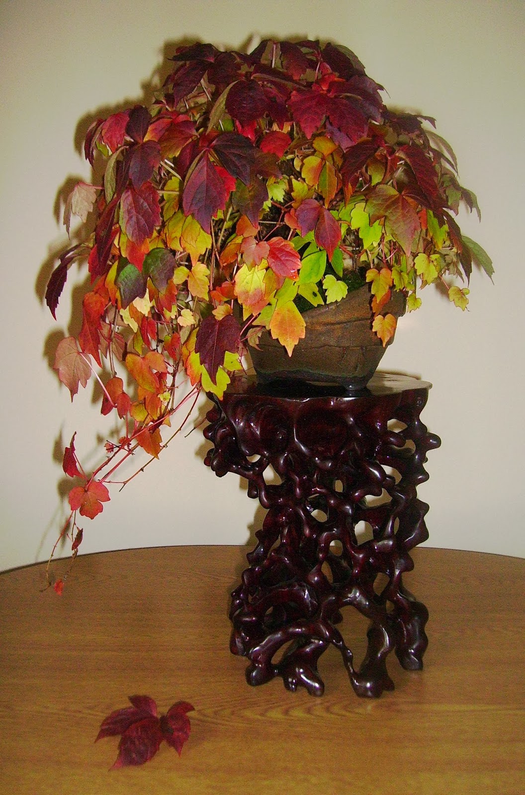Virginia Creeper Parthenocissus quinquefolia Bonsai Colorado Rocky